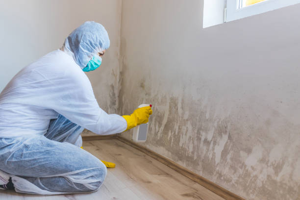 Licensed Mold Testing service in Itasca, TX - WQB Mold Removal